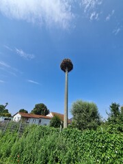 ein Storchennest in Niepars