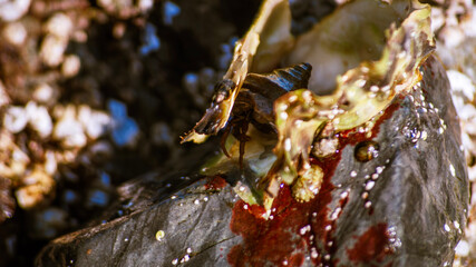 A close-up image of a hermit crab on a speckled rock, partially covered by its shell. The background is blurred, featuring the edge of a tidal pool. The natural light and warm tone of the image add to