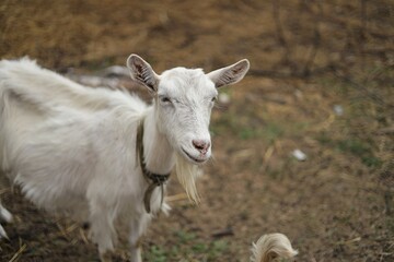 A farmer with a black curly beard with his Anglo Nubian goats