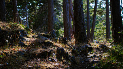  a forest trail with a rocky and uneven path, large boulders, and tree roots scattered throughout. The trail is surrounded by tall trees with green foliage, casting dappled shadows on the path. The ba