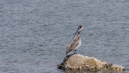 Brown pelican standing on rock in the sea