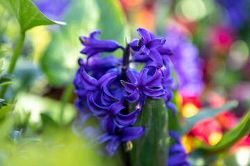 Natural Flowers in Garden. Turkish Flowers Turip