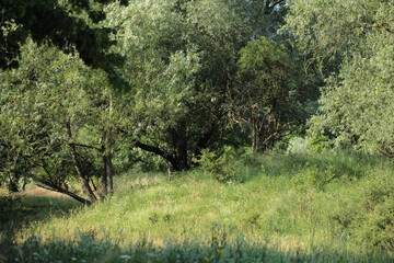 Meadow And Trees In Summer