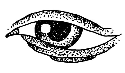 Twig branch eyes eyelashes pupils piercing gaze cartoon tattoo print stamp