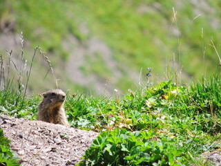 Naklejka na ściany i meble Cute marmot in austrian alps