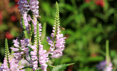 Obraz premium Obedient plant with pink flower early morning light bees