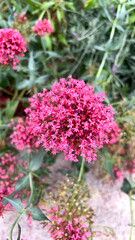 pink flowers in a garden