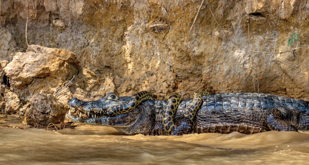 Cayman (Caiman crocodylus yacare) vs Anaconda (Eunectes murinus). Cayman caught an anaconda....