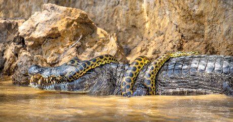 Cayman (Caiman crocodylus yacare) vs Anaconda (Eunectes murinus). Cayman caught an anaconda....