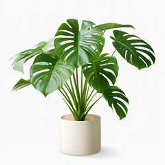 Monstera, white potted plants on white background.