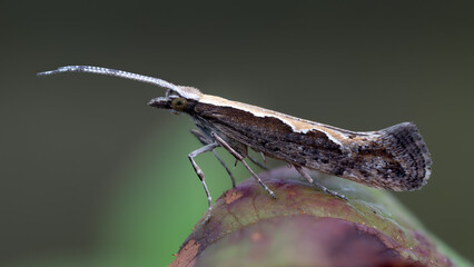 Kohlschabe - Plutella xylostella