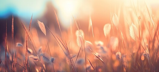 Sun-kissed grass stems in a field during sunset. Concept of natures beauty and tranquil scene.