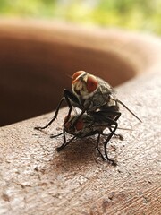 Mating Red Eye Flies on Wooden Clay Jar in The Garden, Close Up
