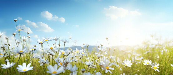 Spring camomile meadow summer green plant white nature sunlight field blue