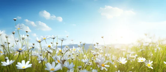 Wall murals Meadow, Swamp Spring camomile meadow summer green plant white nature sunlight field blue