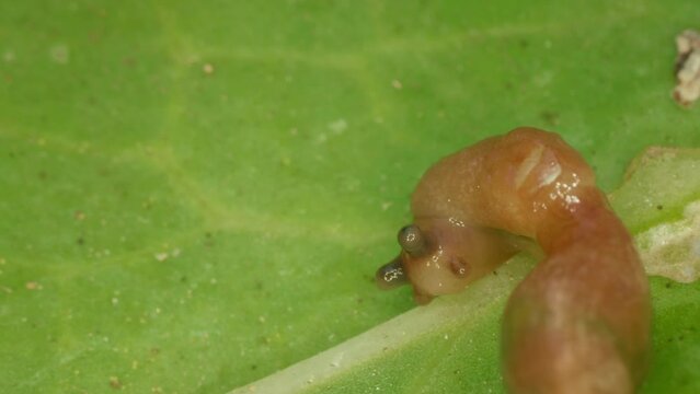 Close-up of a slug. Gastropod mollusc. Snail parasitizes or leafy cabbage