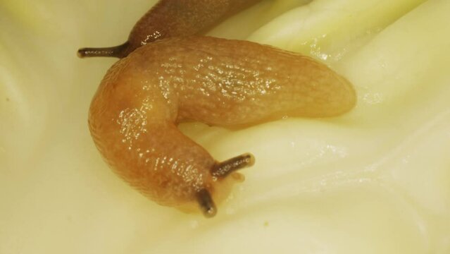 Close-up of a slug. Gastropod mollusc. Snail parasitizes or leafy cabbage