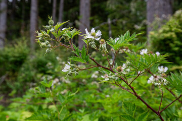 Blackberry Bush in the wild