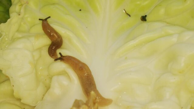 Close-up of a slug. Gastropod mollusc. Snail parasitizes or leafy cabbage