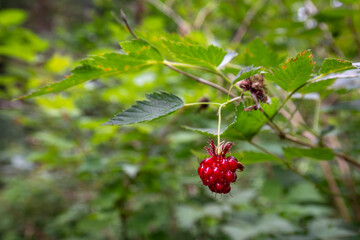 Red Berry waits to ripen