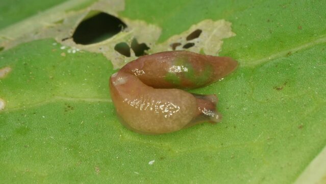 Close-up of a slug. Gastropod mollusc. Snail parasitizes or leafy cabbage