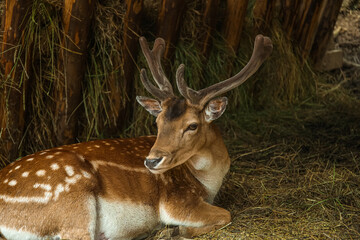 View of fallow deer on farm
