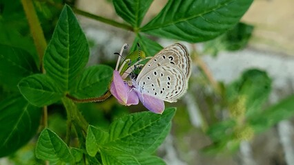 Butterfly on Purple Flower in Summer Vibes