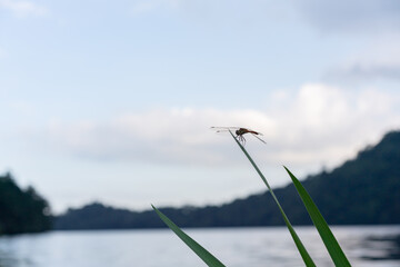 水辺の柵にとまるトンボ © Peak River