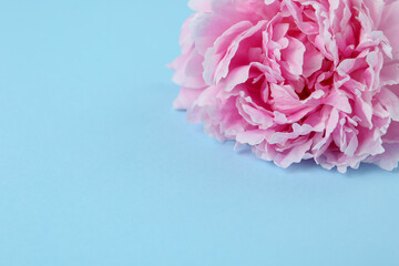 Beautiful peony flower on light blue background, closeup. Space for text