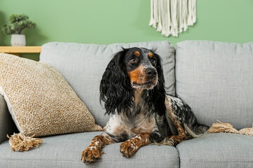 Cute cocker spaniel lying on grey sofa in living room