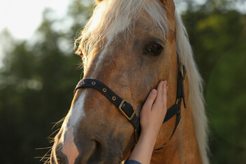 Woman with adorable horse outdoors, closeup. Lovely domesticated pet