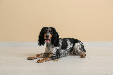 Cute cocker spaniel lying near beige wall