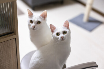 一つの椅子の上でこちらを見つめる２匹の白猫