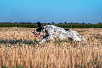 A young beautiful black and white hunting dog of the English Setter breed runs across a field with mowed wheat in the rays of the setting sun. Hunting dogs. Soft focus. Selective focus.