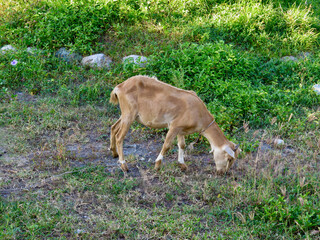 Naklejka na ściany i meble Young goat eating grass. Goat in the pasture. Goat on a green meadow. The goat eats grass in the field.