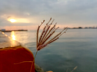 Dry grass. Beautiful view of the morning sun and sea. Sunset landscapes