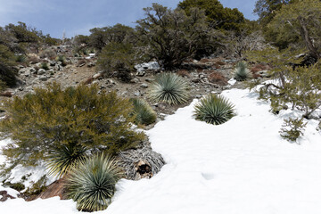 Desert plants on the hillside in melting snow