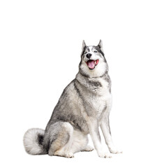 Happy Husky dog sitting smiling isolated cutout on transparent © Julia