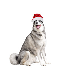 Obraz premium Happy Husky dog in Santa hat sitting smiling isolated cutout on transparent