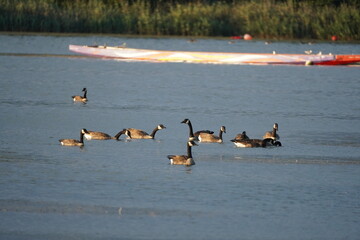 flock of ducks on lake