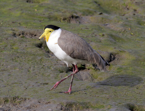 Masked lapwing plover bird walking along the mudflats at a beach