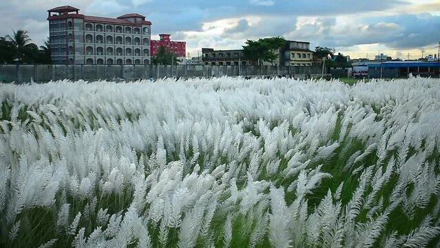 Kans grass flower blowing in the wind, White wild flower, Vast grassland