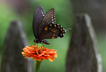 Black Swallowtail on Orange Zinnia