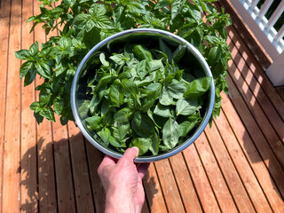 Stainless bowl of freshly harvested basil leaf herbs with large pot of basil plant in background