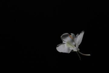 white flower on black background