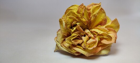 dry rose on a white background.