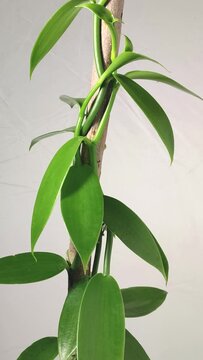 close-up video of vanilla orchid flowering plant climbing up on tree, aka flat leaved vanilla, plant from which vanilla spice is obtained or derived taken on white background