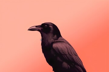 Fototapeta premium crow on the ground on a coral background made by midjeorney