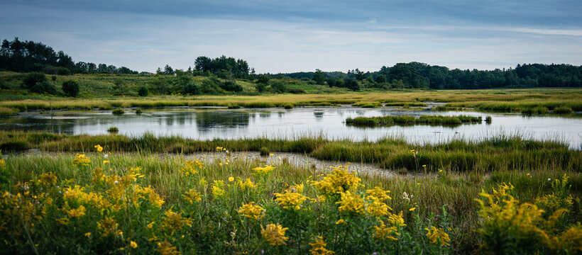 Marshes with flowers in Maine