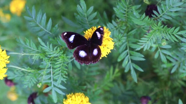 A ghost and a single flower in the park, a close-up shot of green leaves and yellow flowers, seeing butterflies clearly, accompanying videos about nature and the environment.

